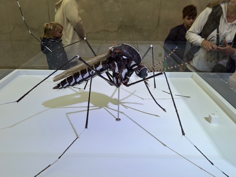 Modell einer gro&szlig;en M&uuml;cke in Vitrine, im Hintergrund sind Besucher zu sehen.